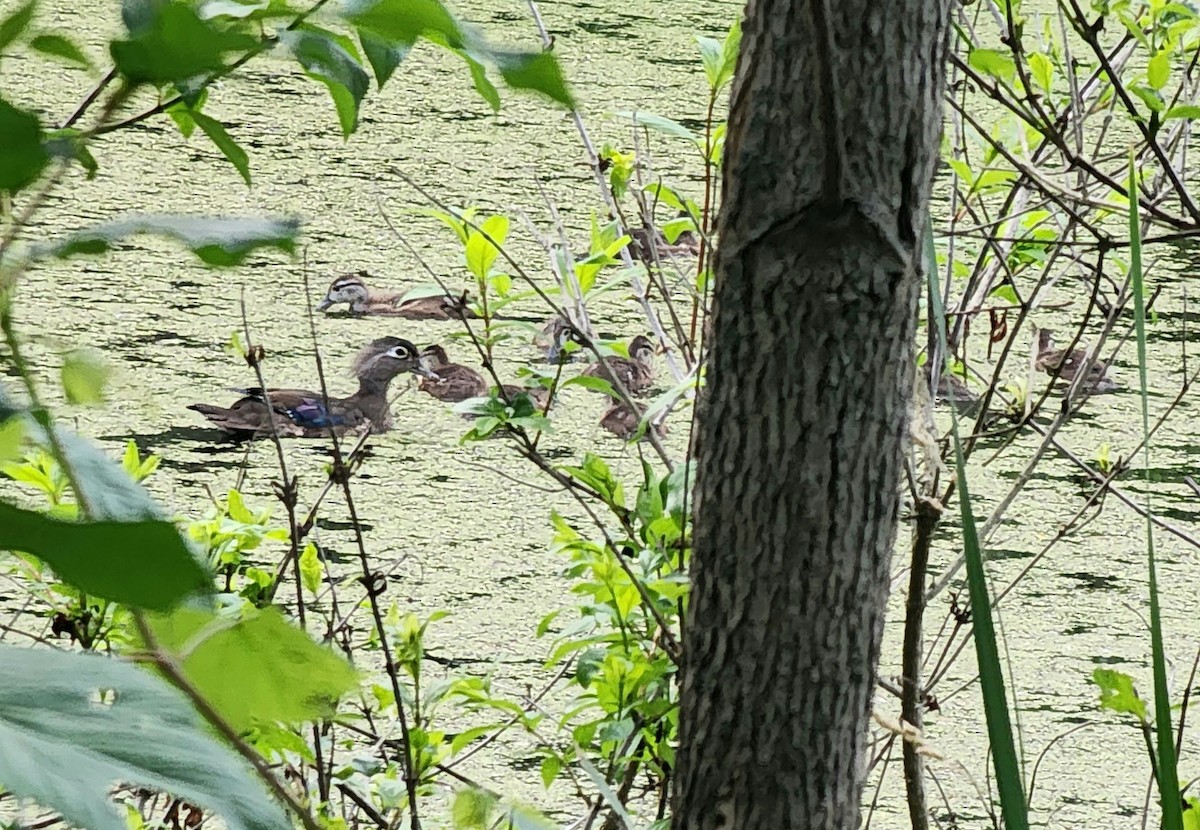 Wood Duck - ML620390899