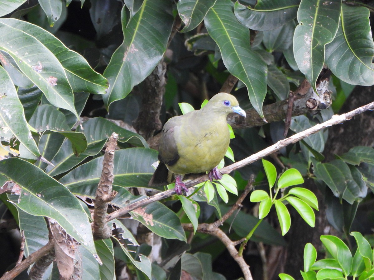 Whistling Green-Pigeon - ML620390901