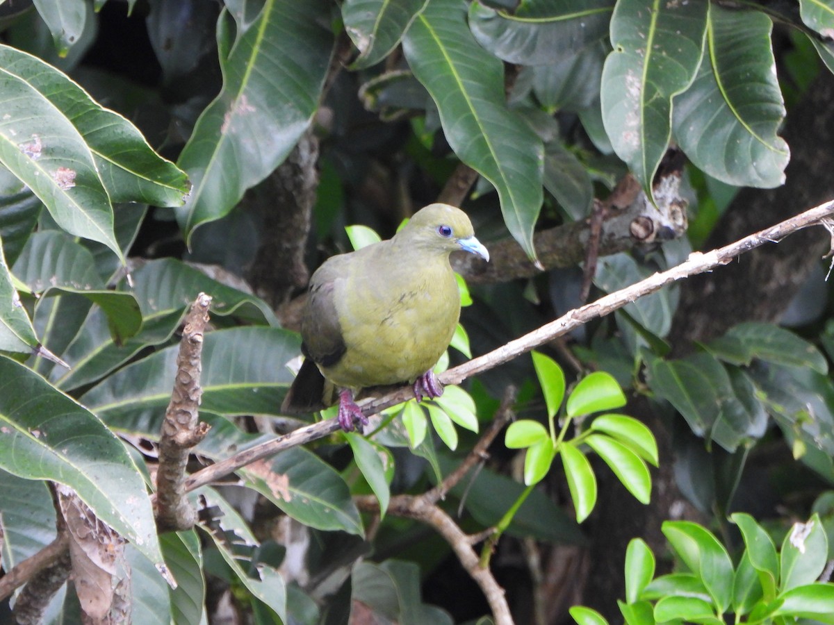 Whistling Green-Pigeon - ML620390902