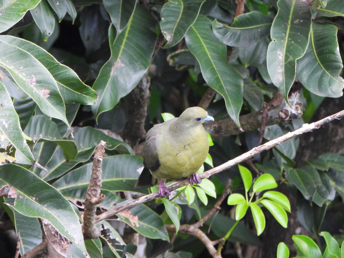 Whistling Green-Pigeon - ML620390903