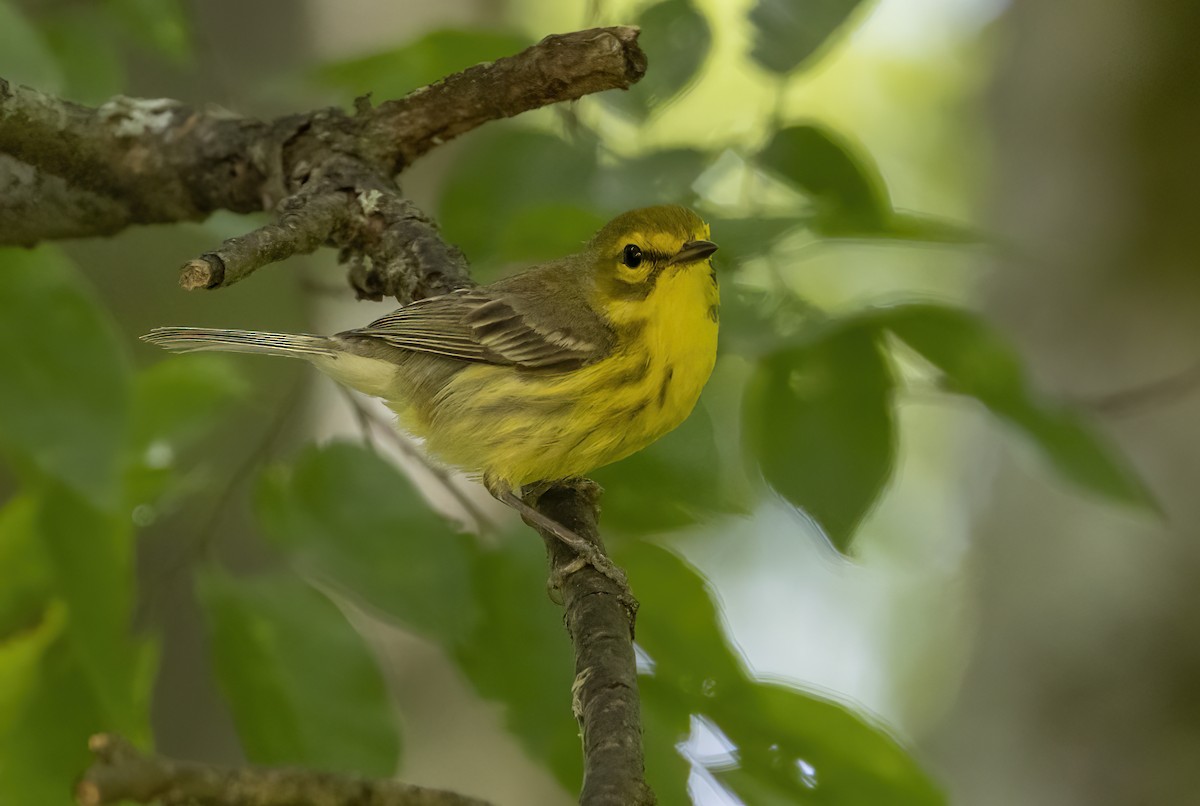 Prairie Warbler - ML620390908