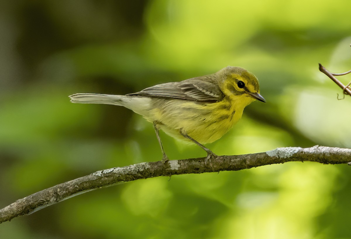 Prairie Warbler - ML620390911