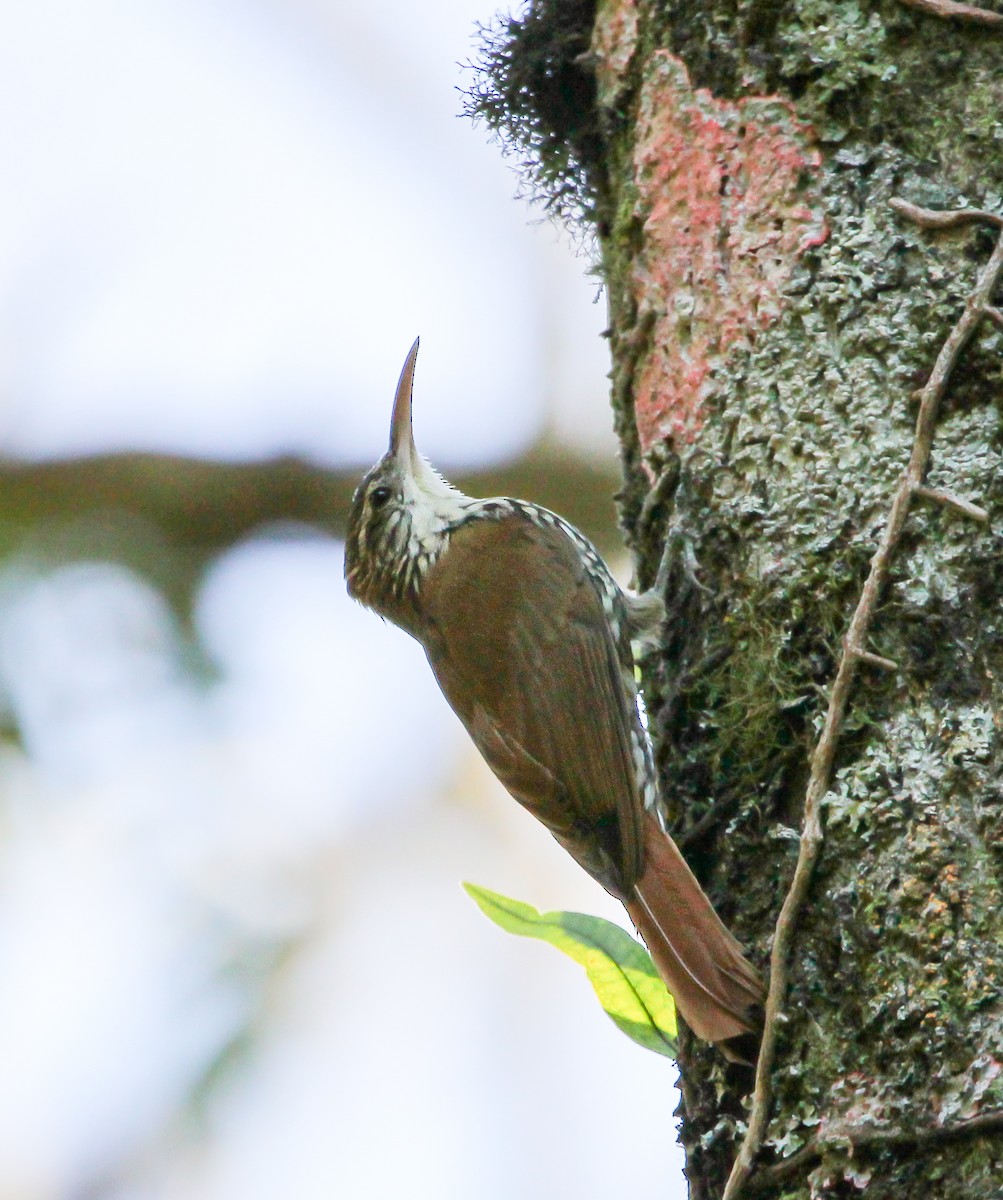 Scaled Woodcreeper - ML620390917