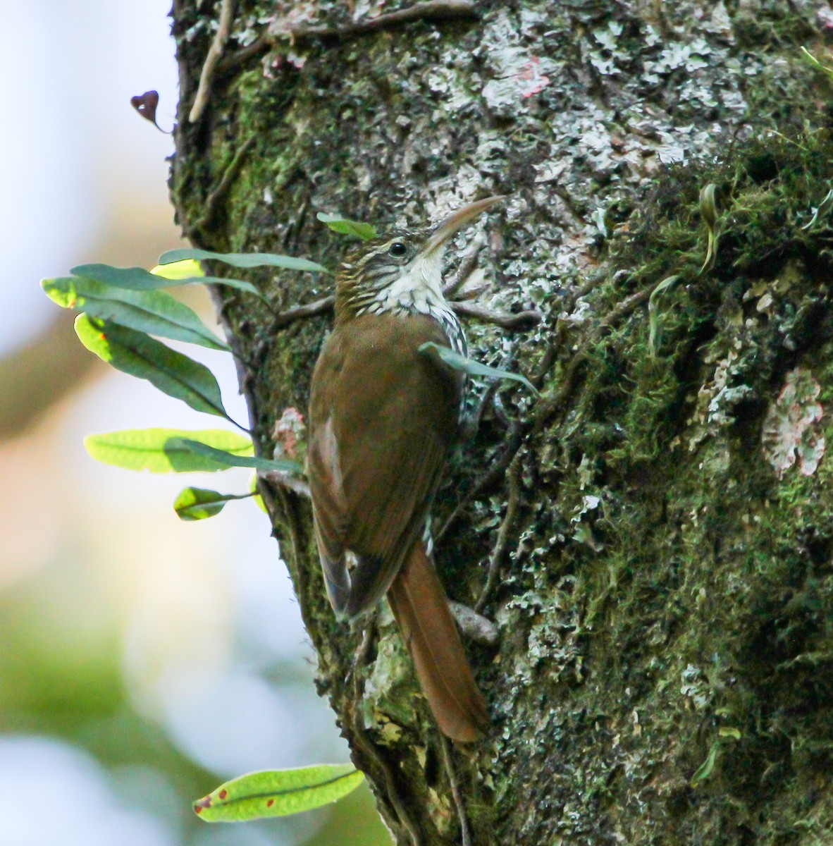 Scaled Woodcreeper - ML620390918