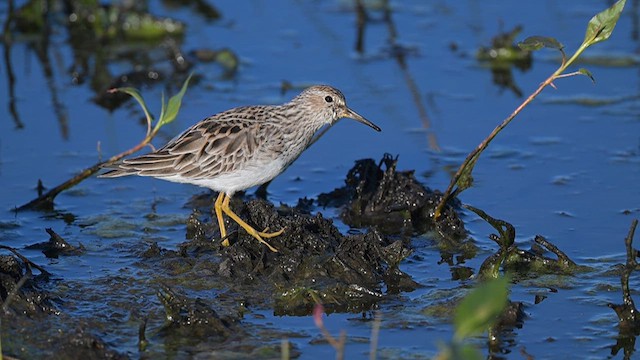 Bécasseau à poitrine cendrée - ML620390920