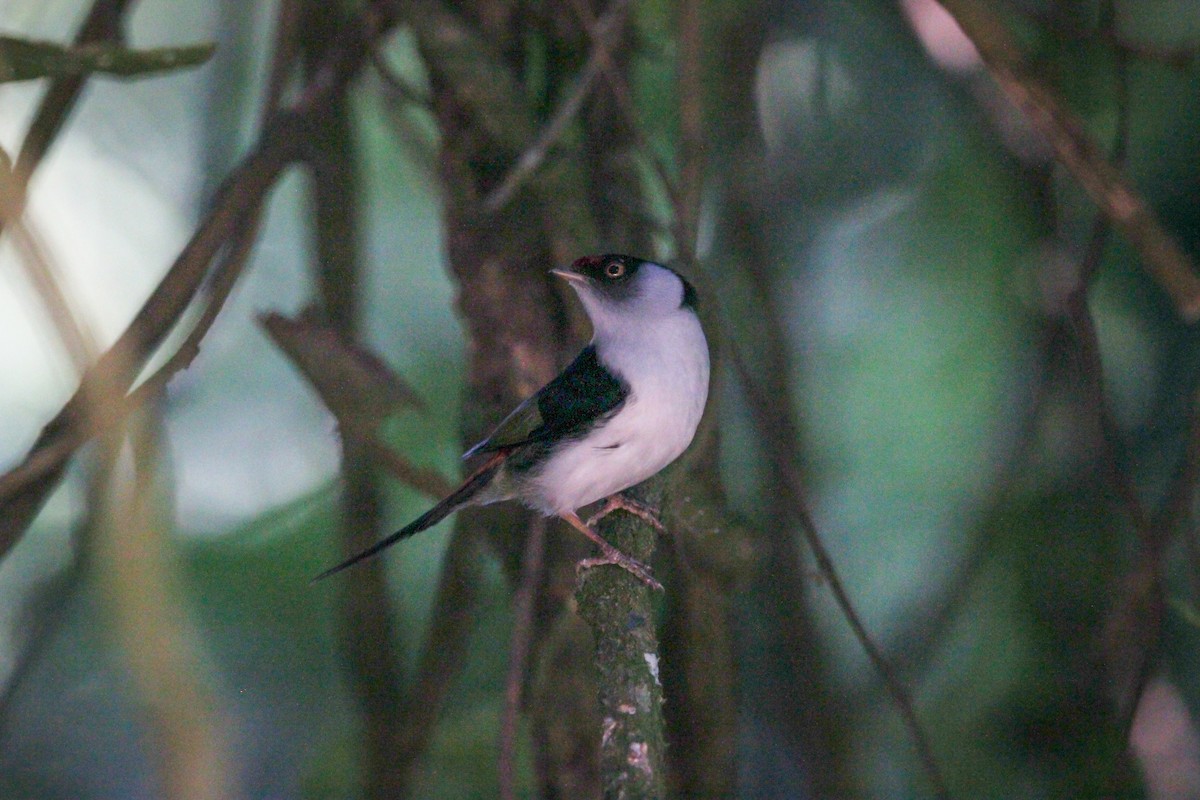 Pin-tailed Manakin - Elby Anderson A Silva