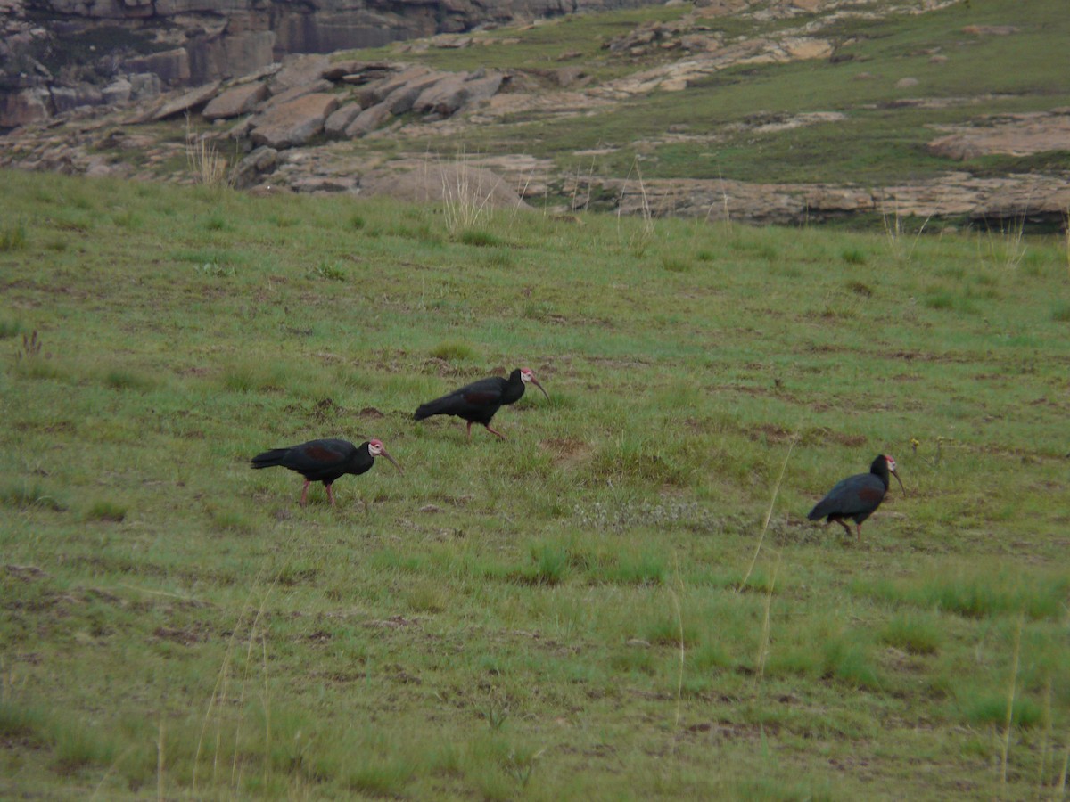 Southern Bald Ibis - ML620390927