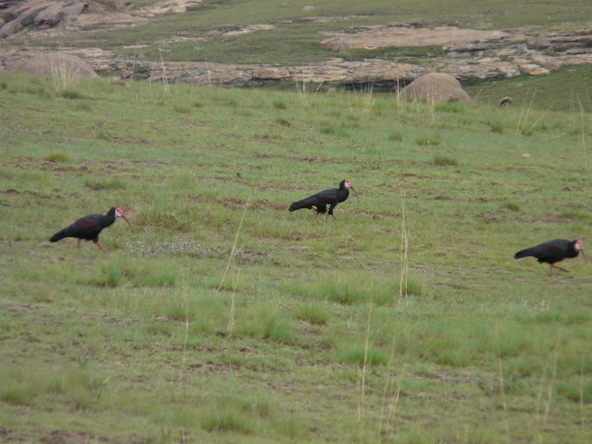 Southern Bald Ibis - ML620390928