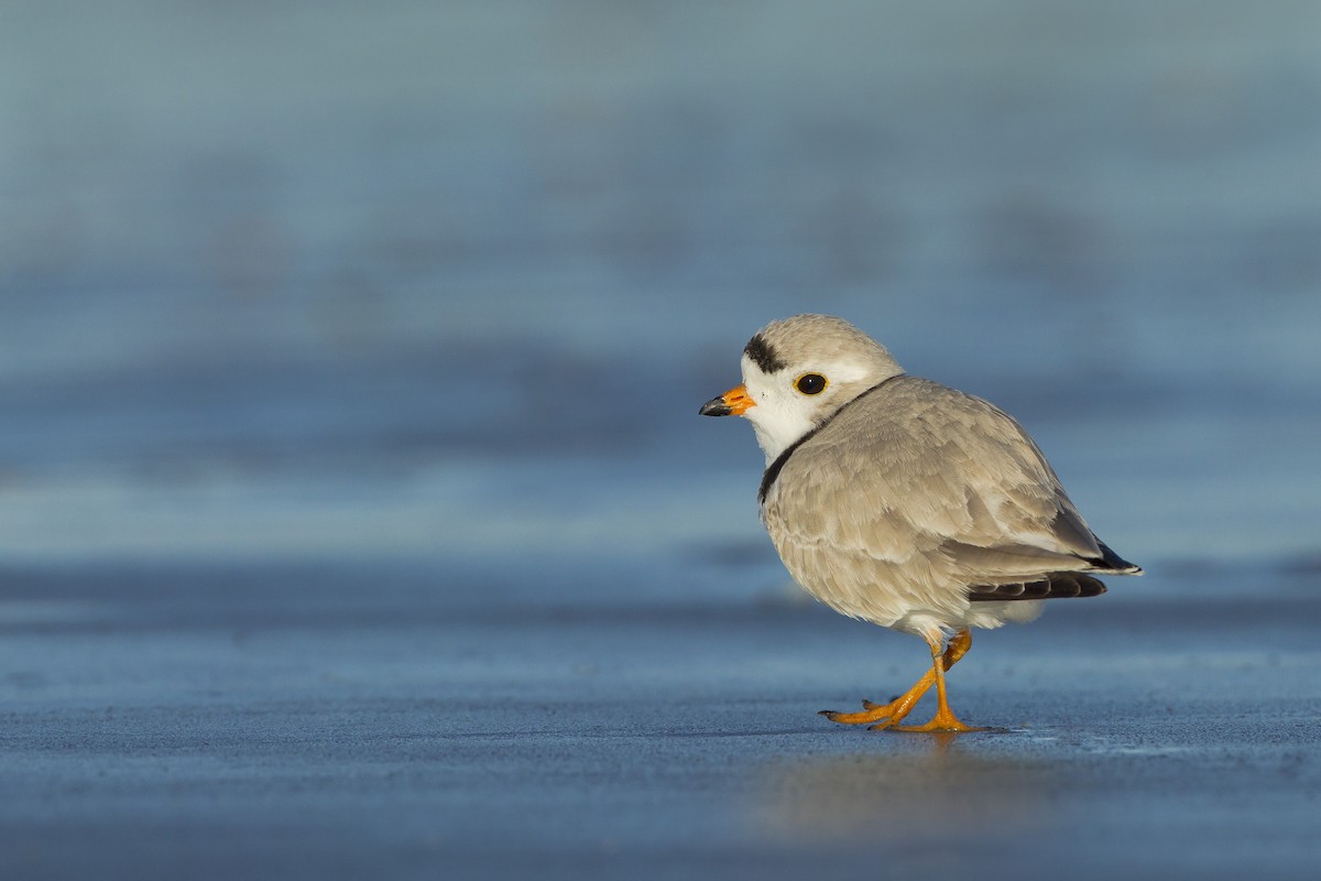 Piping Plover - ML620390938