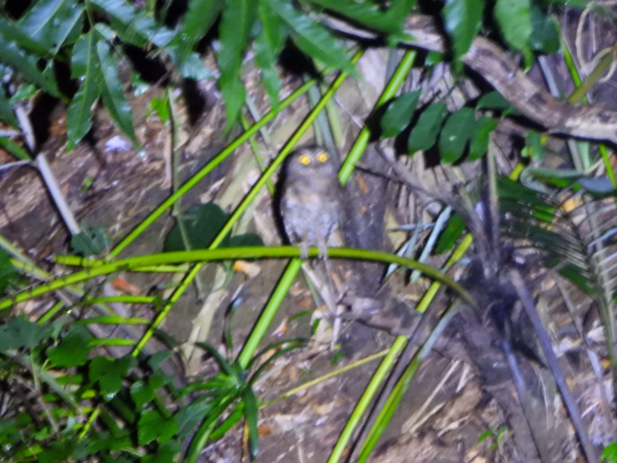 Ryukyu Scops-Owl - ML620390941