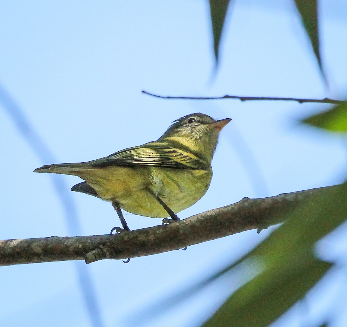 Rough-legged Tyrannulet - Elby Anderson A Silva