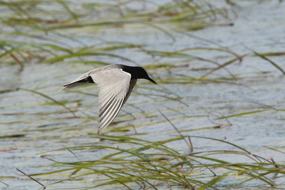 Black Tern - ML620390950