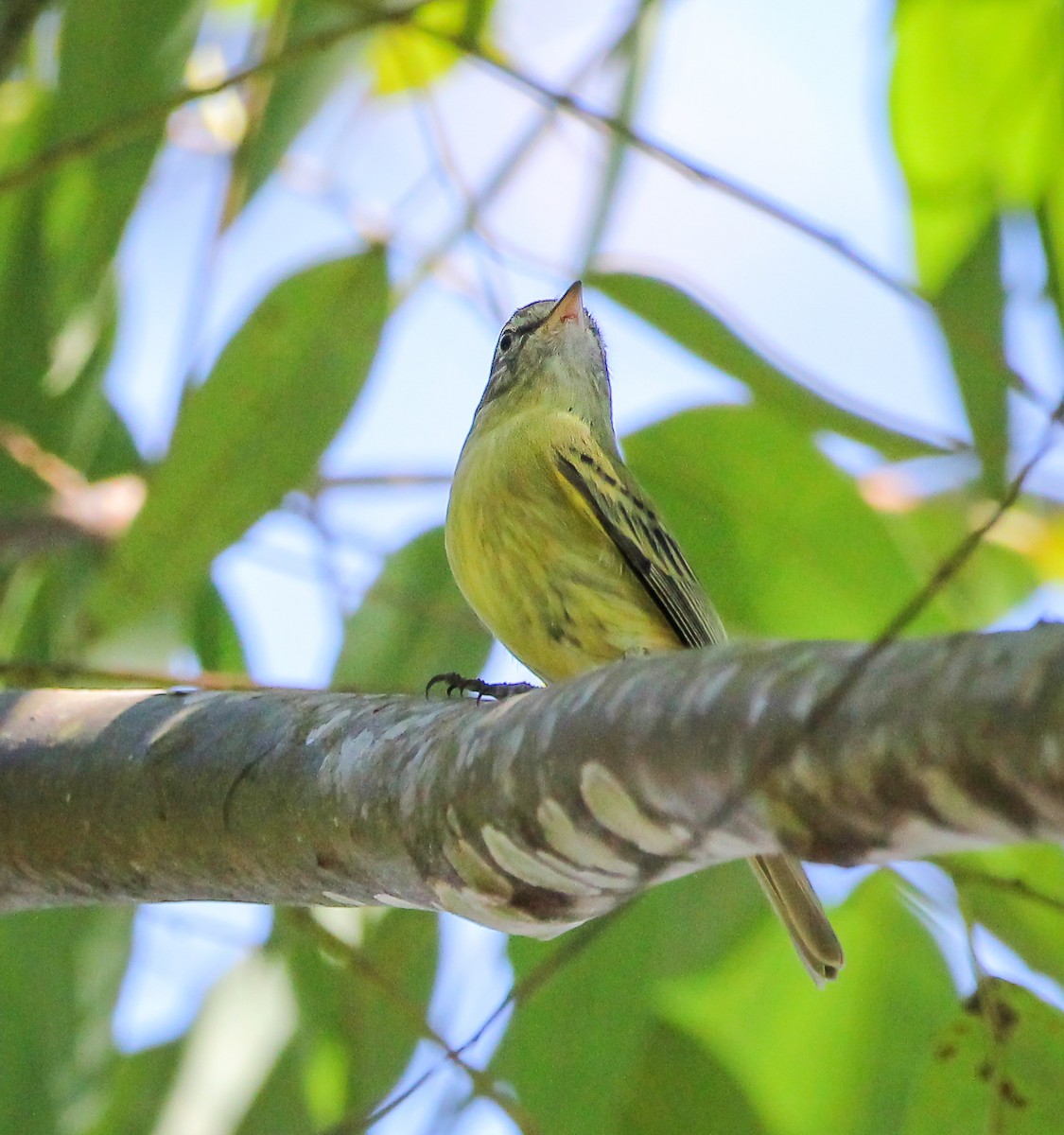 Rough-legged Tyrannulet - ML620390953