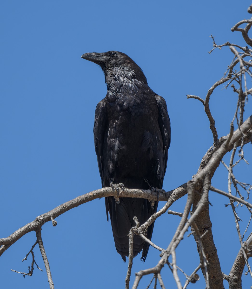 Common Raven - ML620390960