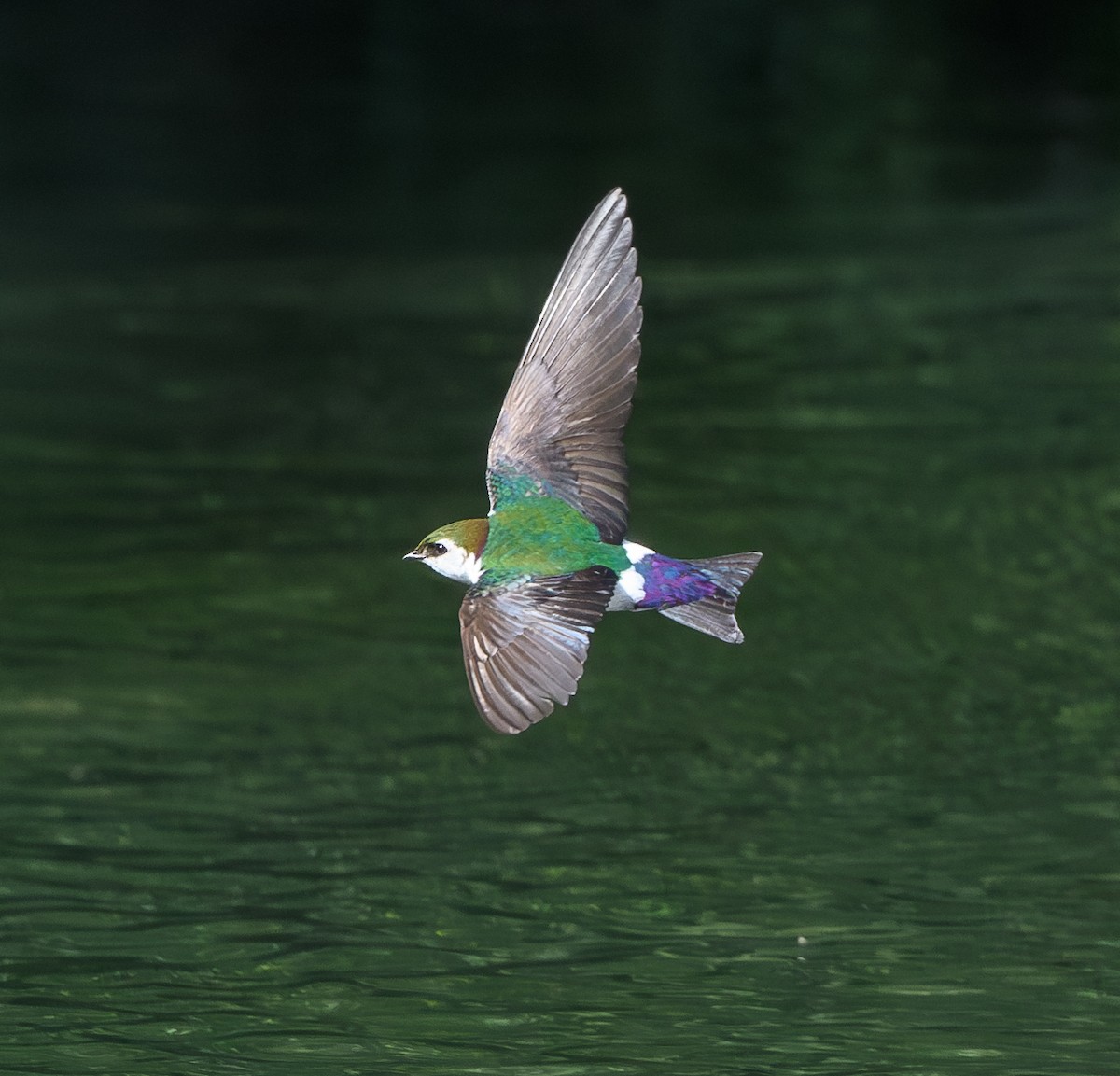 Violet-green Swallow - ML620390963