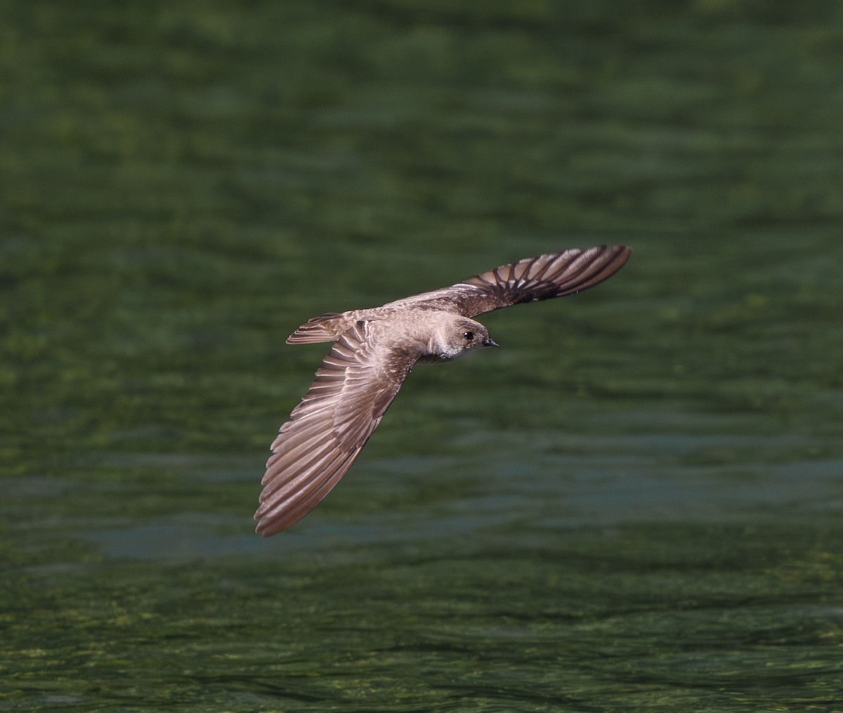 Northern Rough-winged Swallow - ML620390970