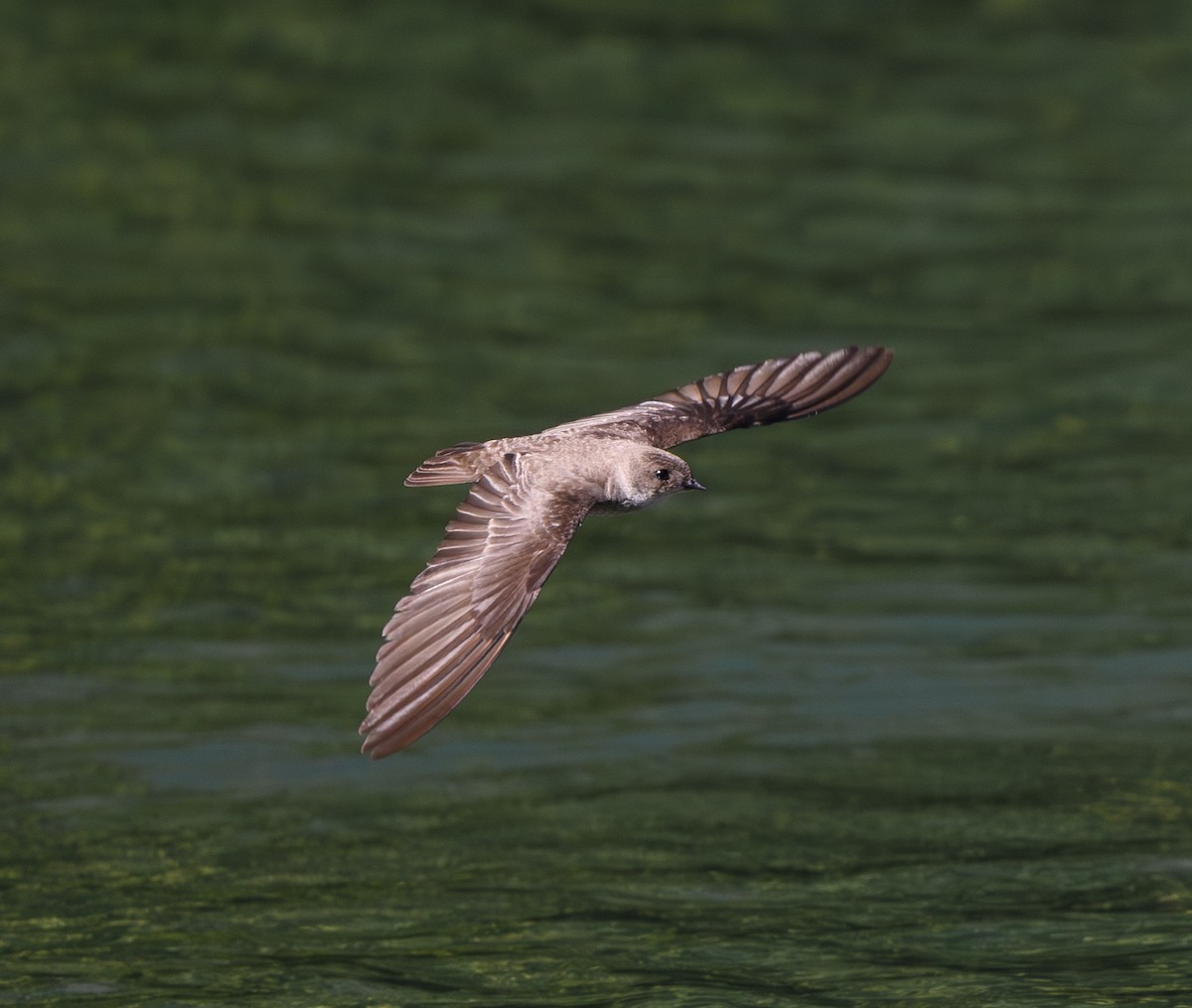 Golondrina Aserrada - ML620390970