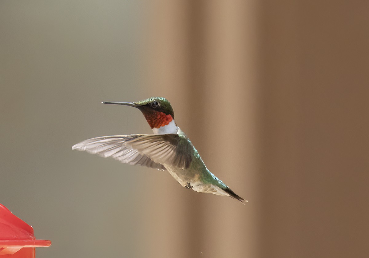 Ruby-throated Hummingbird - ML620390974