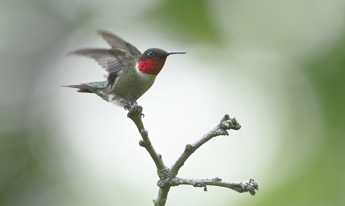 Ruby-throated Hummingbird - ML620390977