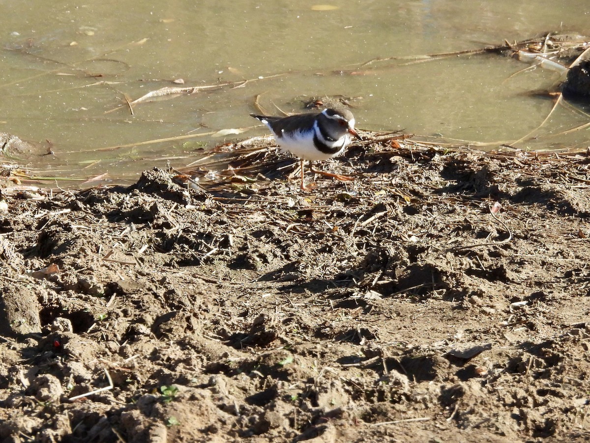 Three-banded Plover (African) - ML620390980