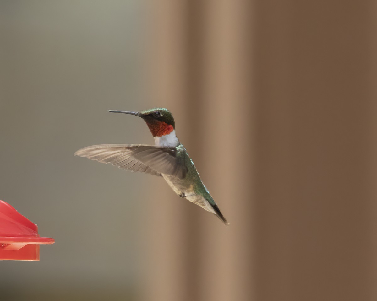 Ruby-throated Hummingbird - ML620390981