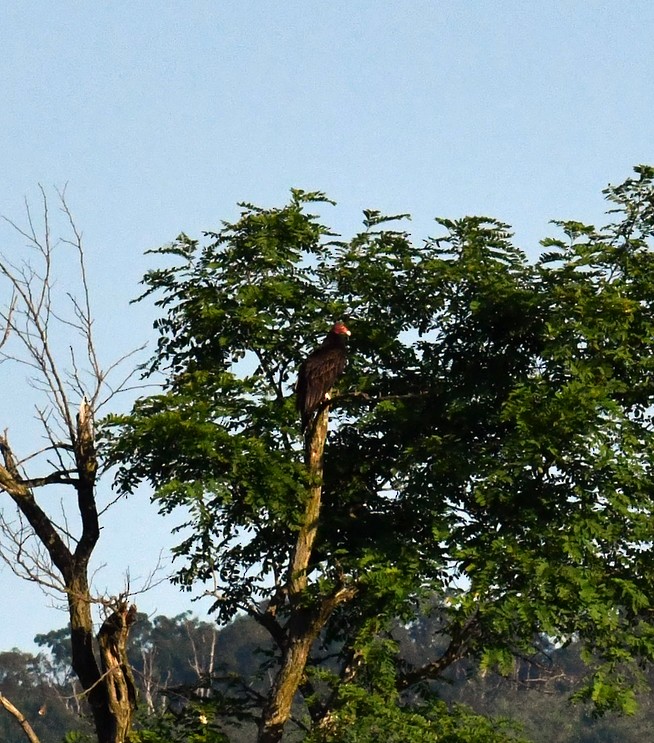 Turkey Vulture - ML620390983