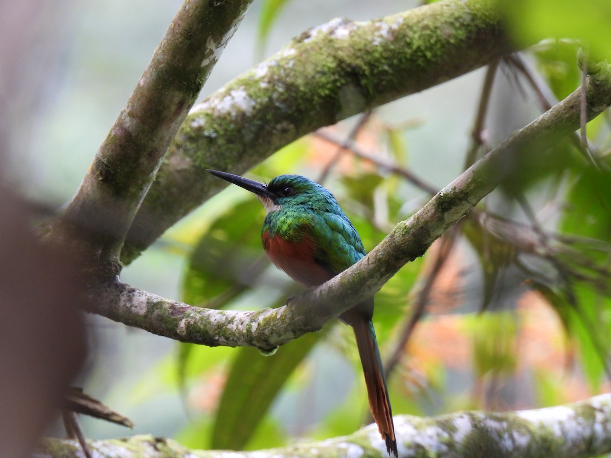 Rufous-tailed Jacamar - ML620390987