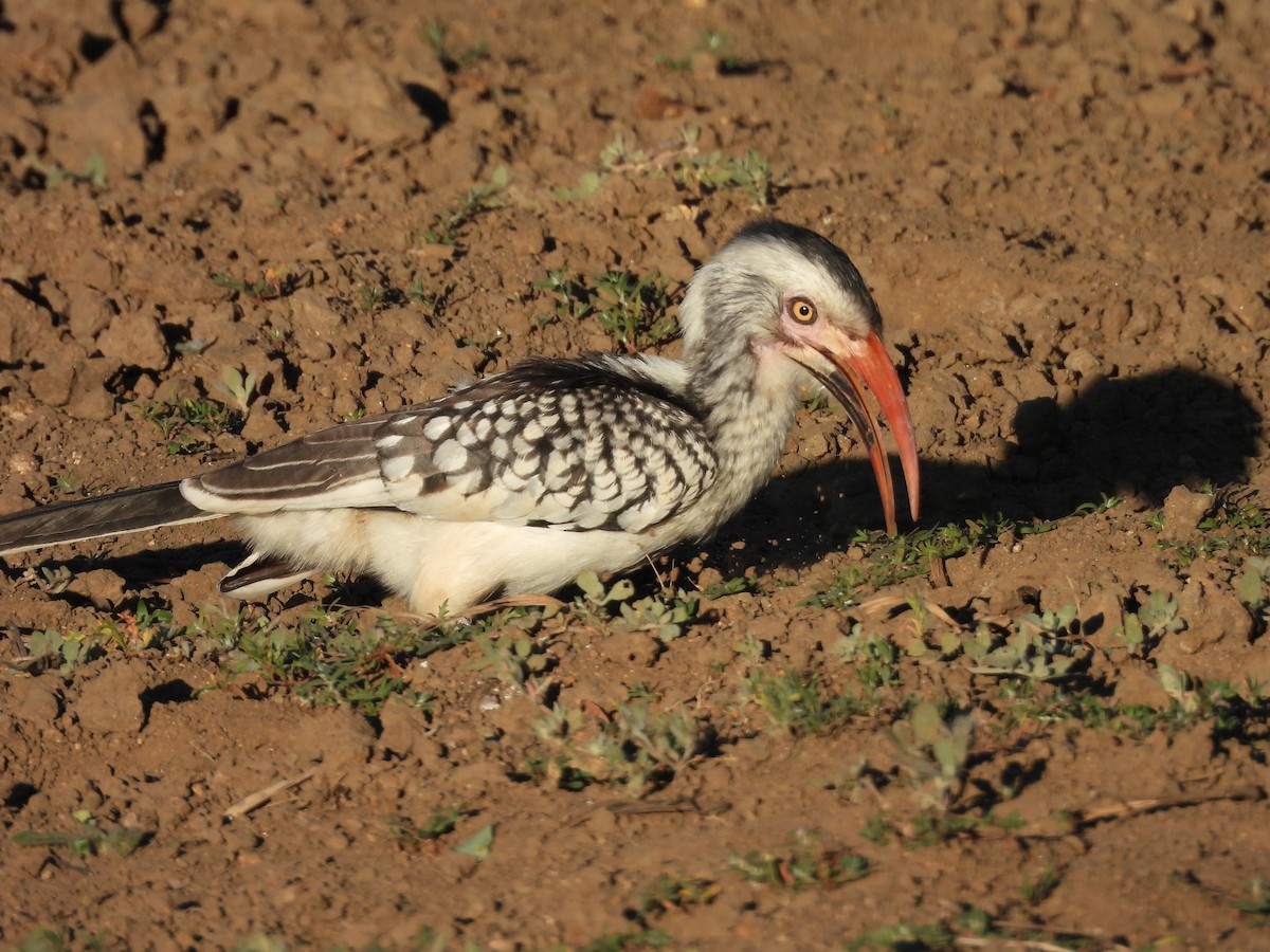 Southern Red-billed Hornbill - ML620390999