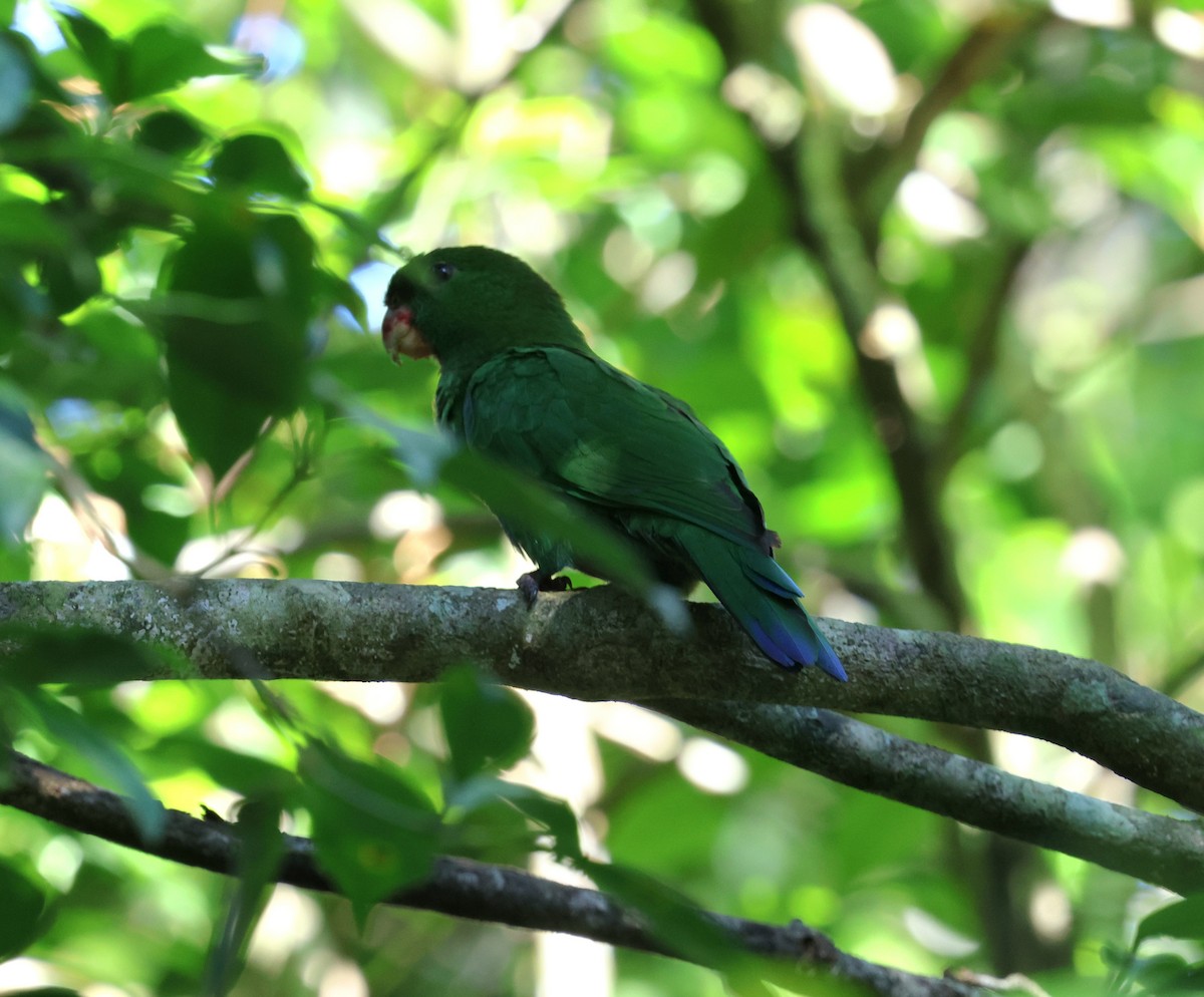 Blue-bellied Parrot - ML620391009