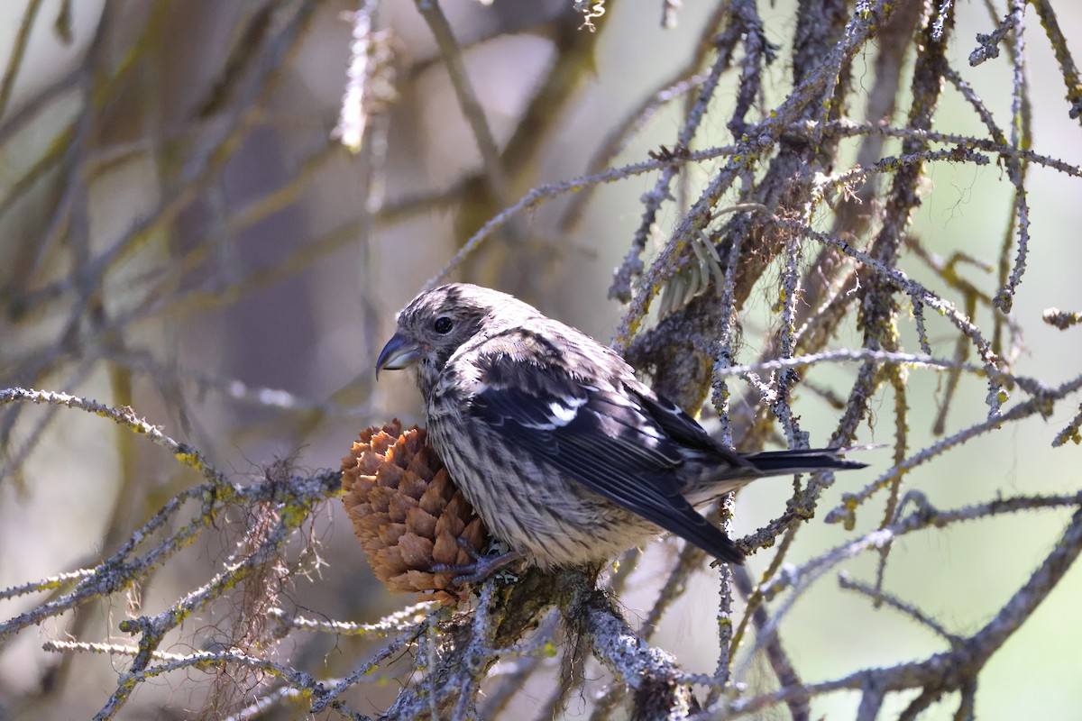 White-winged Crossbill - ML620391015