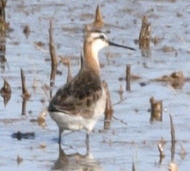 Wilson's Phalarope - ML620391017