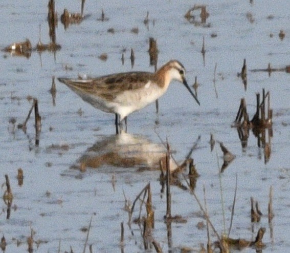 Wilson's Phalarope - ML620391022