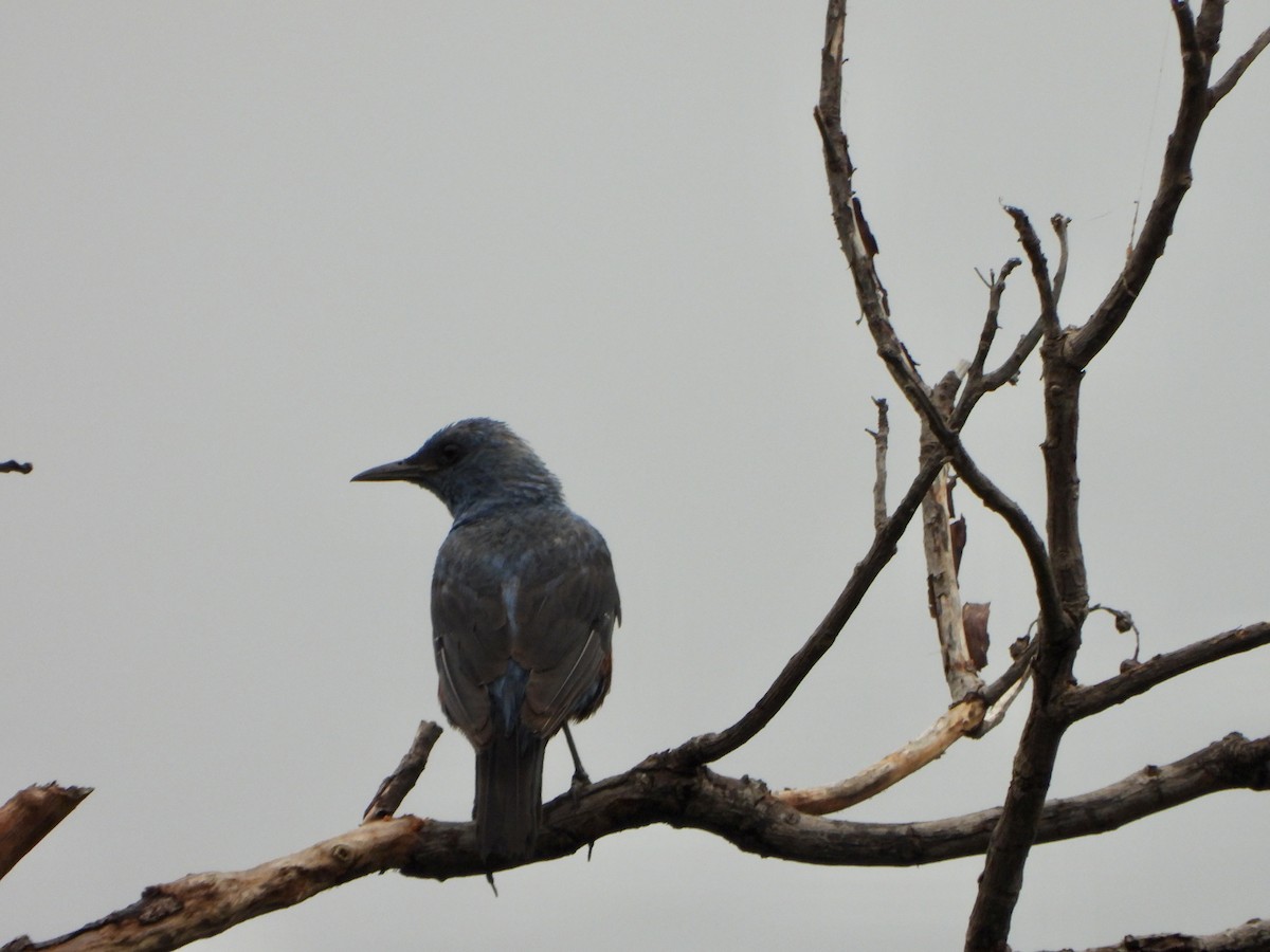 Blue Rock-Thrush - ML620391023