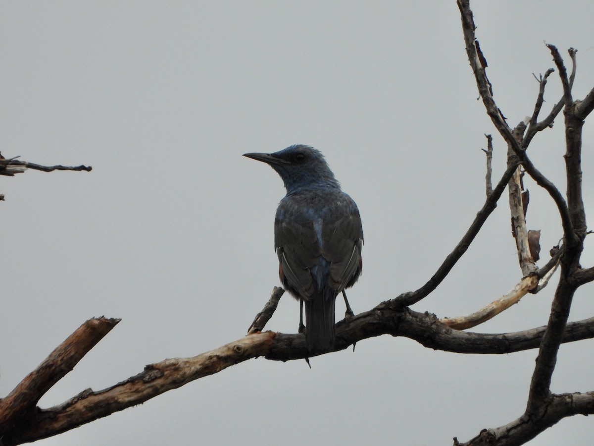 Blue Rock-Thrush - ML620391024