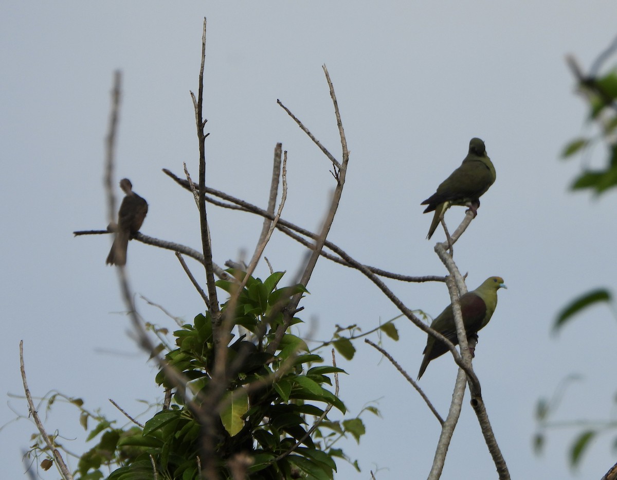 Whistling Green-Pigeon - ML620391033