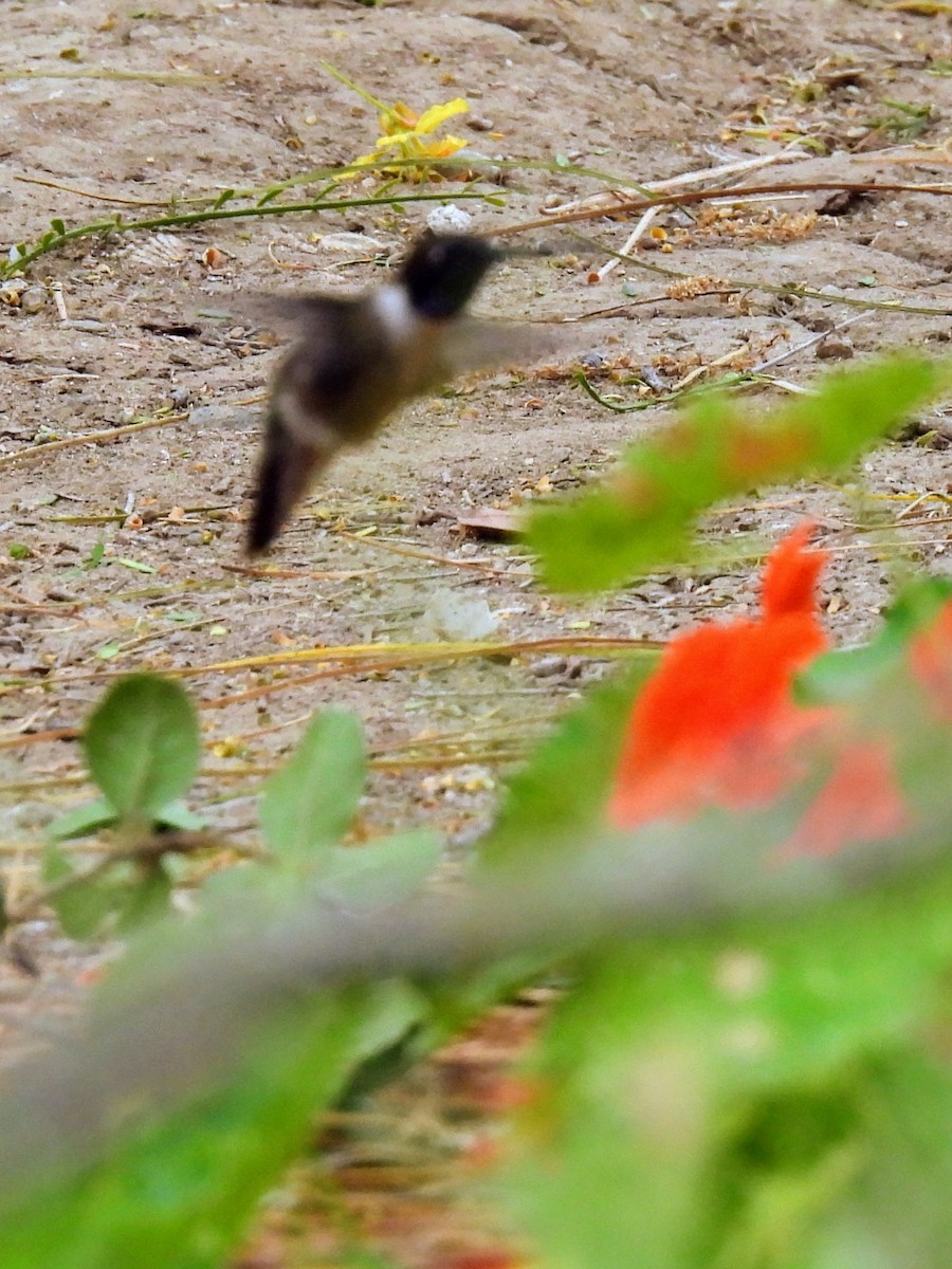 Black-chinned Hummingbird - ML620391037