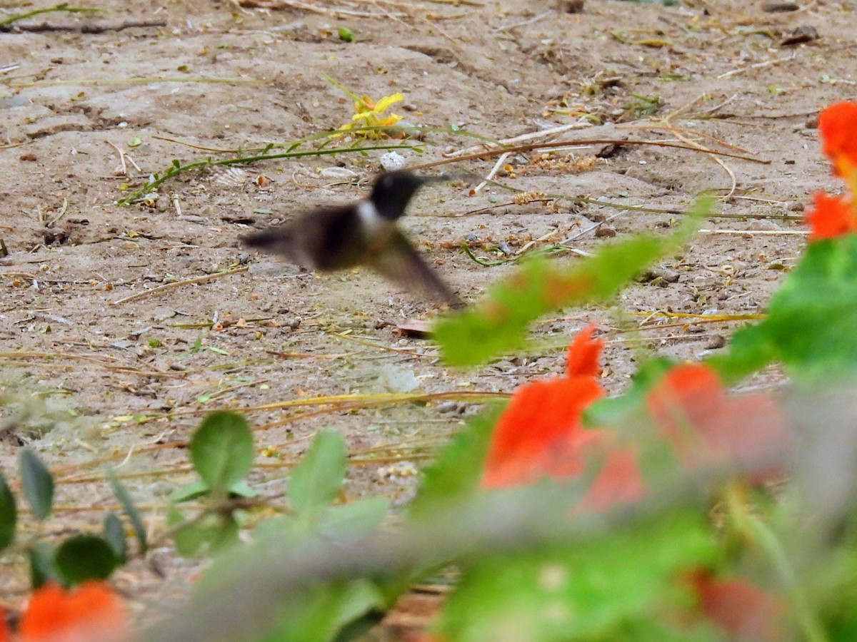Black-chinned Hummingbird - ML620391038