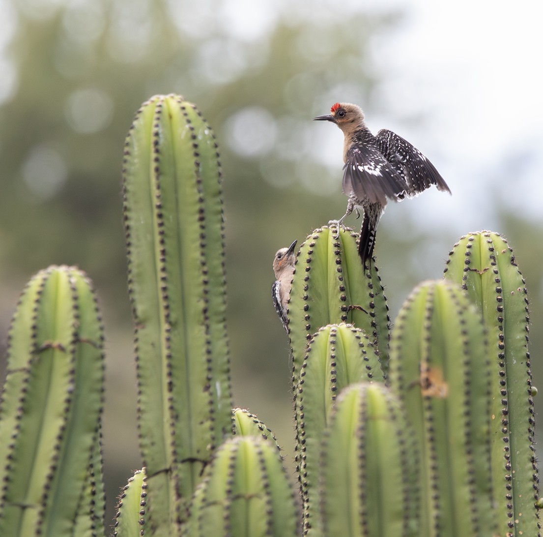 Gray-breasted Woodpecker - ML620391039