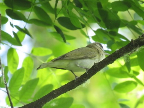 Rotaugenvireo - ML620391045