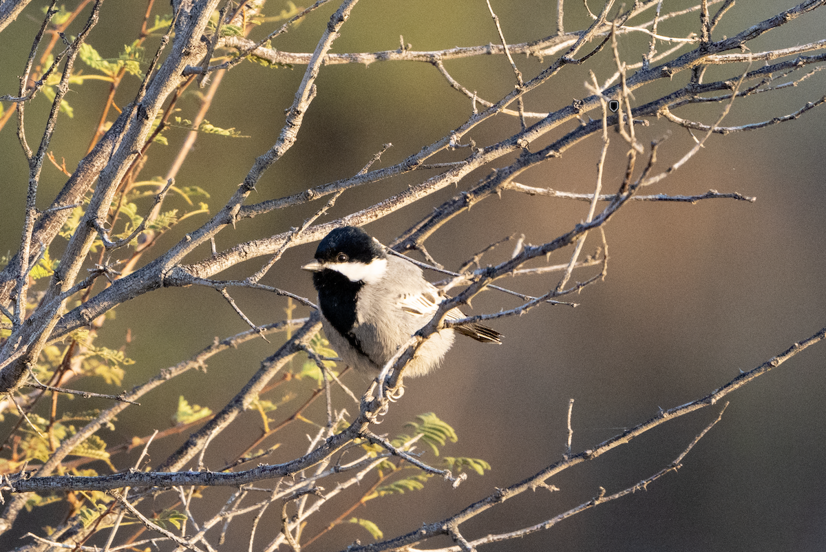 Mésange cendrée - ML620391053