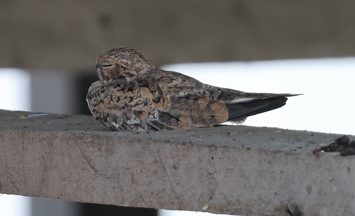 Sand-colored Nighthawk - ML620391055