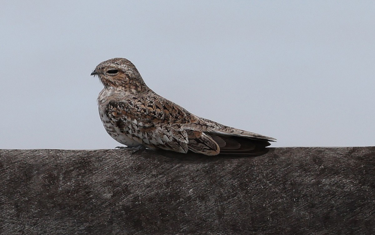 Sand-colored Nighthawk - Ashley Banwell