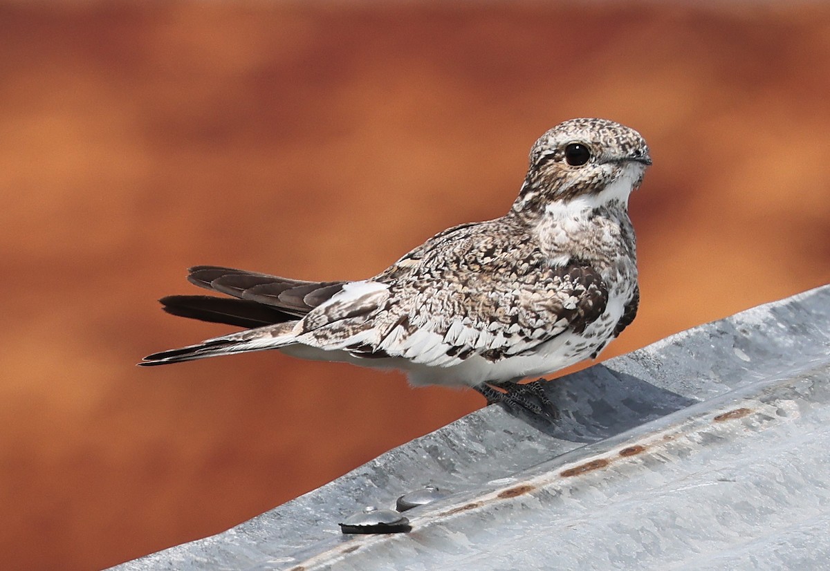 Sand-colored Nighthawk - ML620391059