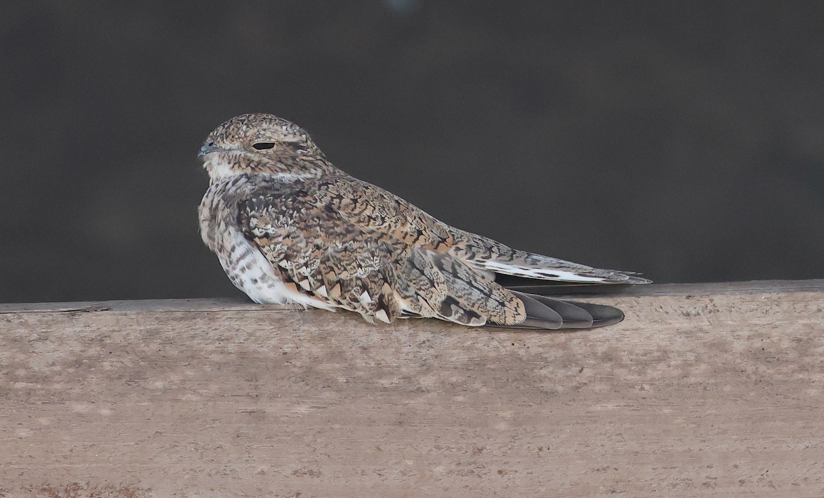 Sand-colored Nighthawk - ML620391064