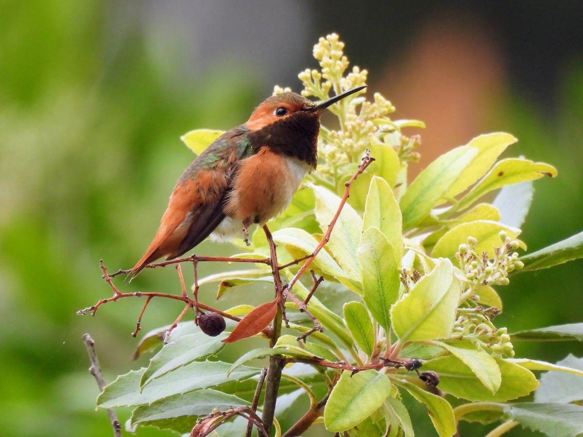 Allen's Hummingbird - ML620391084