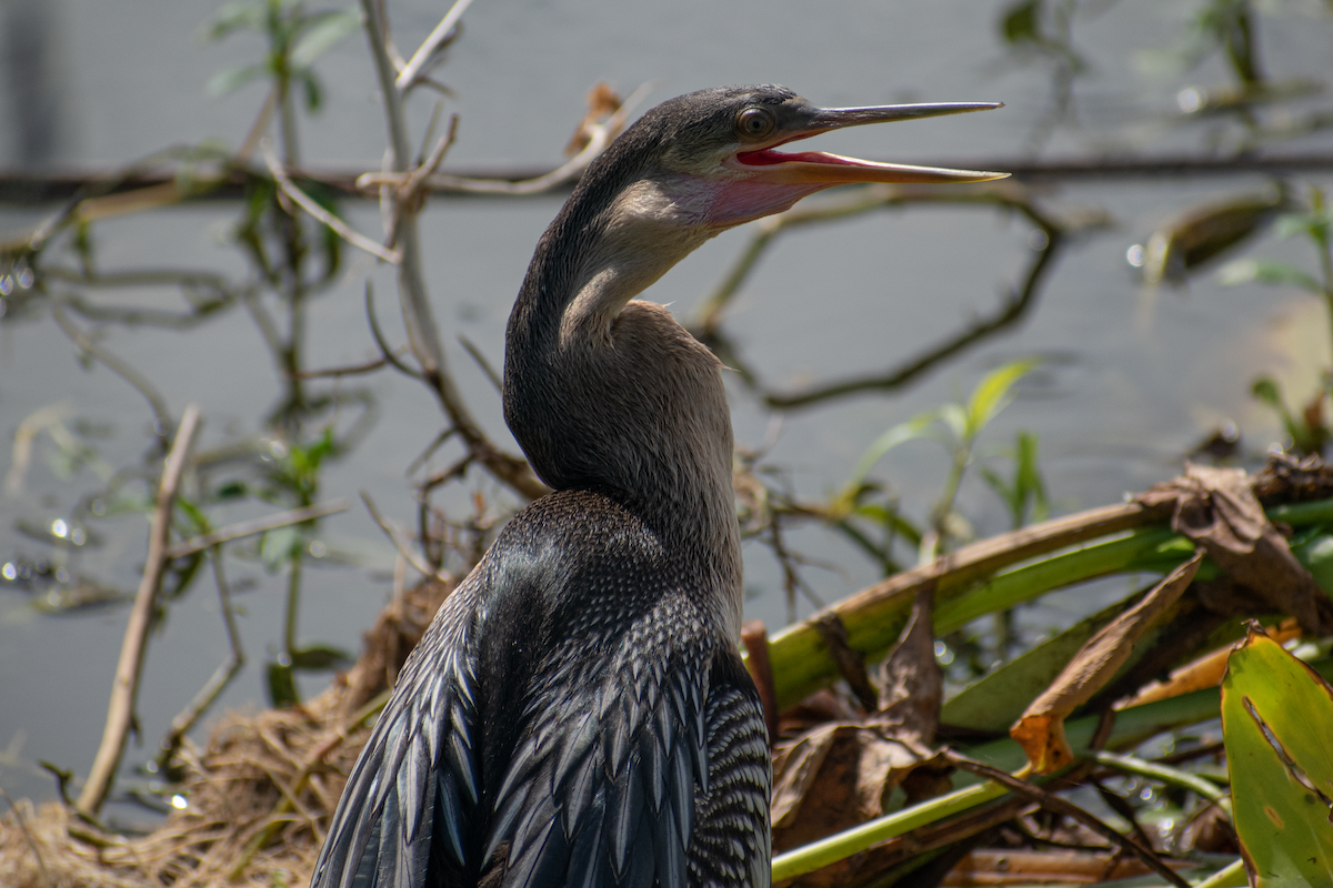 Amerika-Schlangenhalsvogel - ML620391091