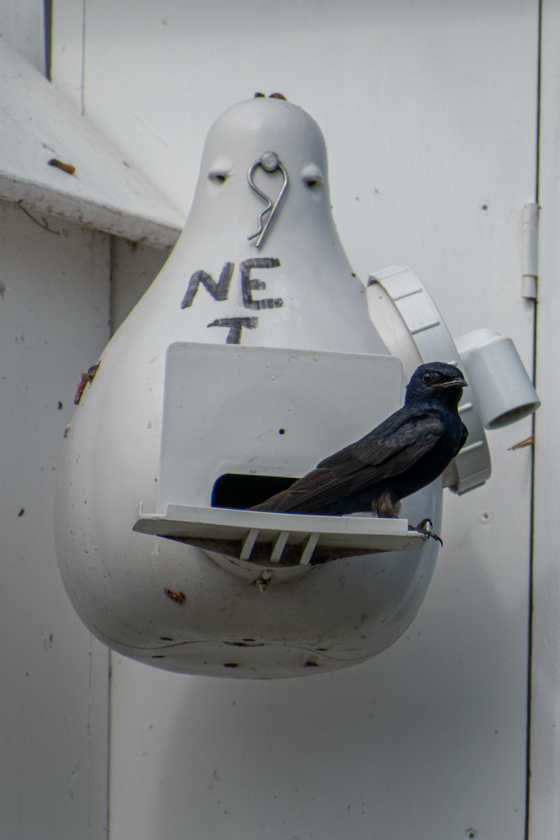 Purple Martin - ML620391104