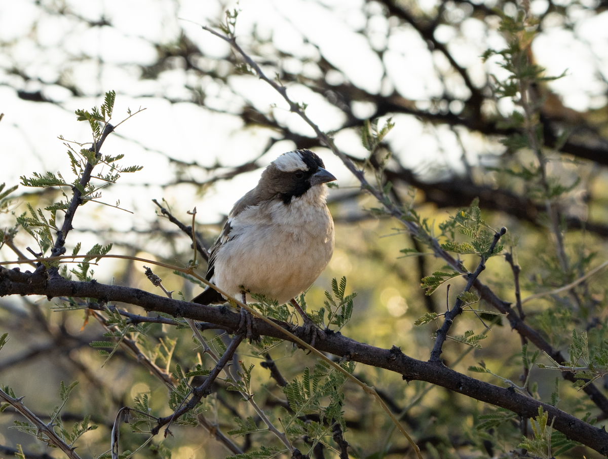 White-browed Sparrow-Weaver - ML620391112