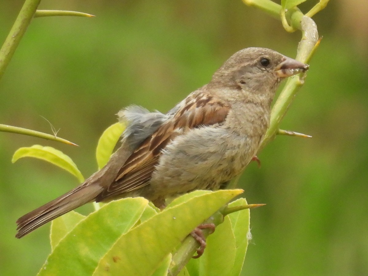 Moineau domestique - ML620391133