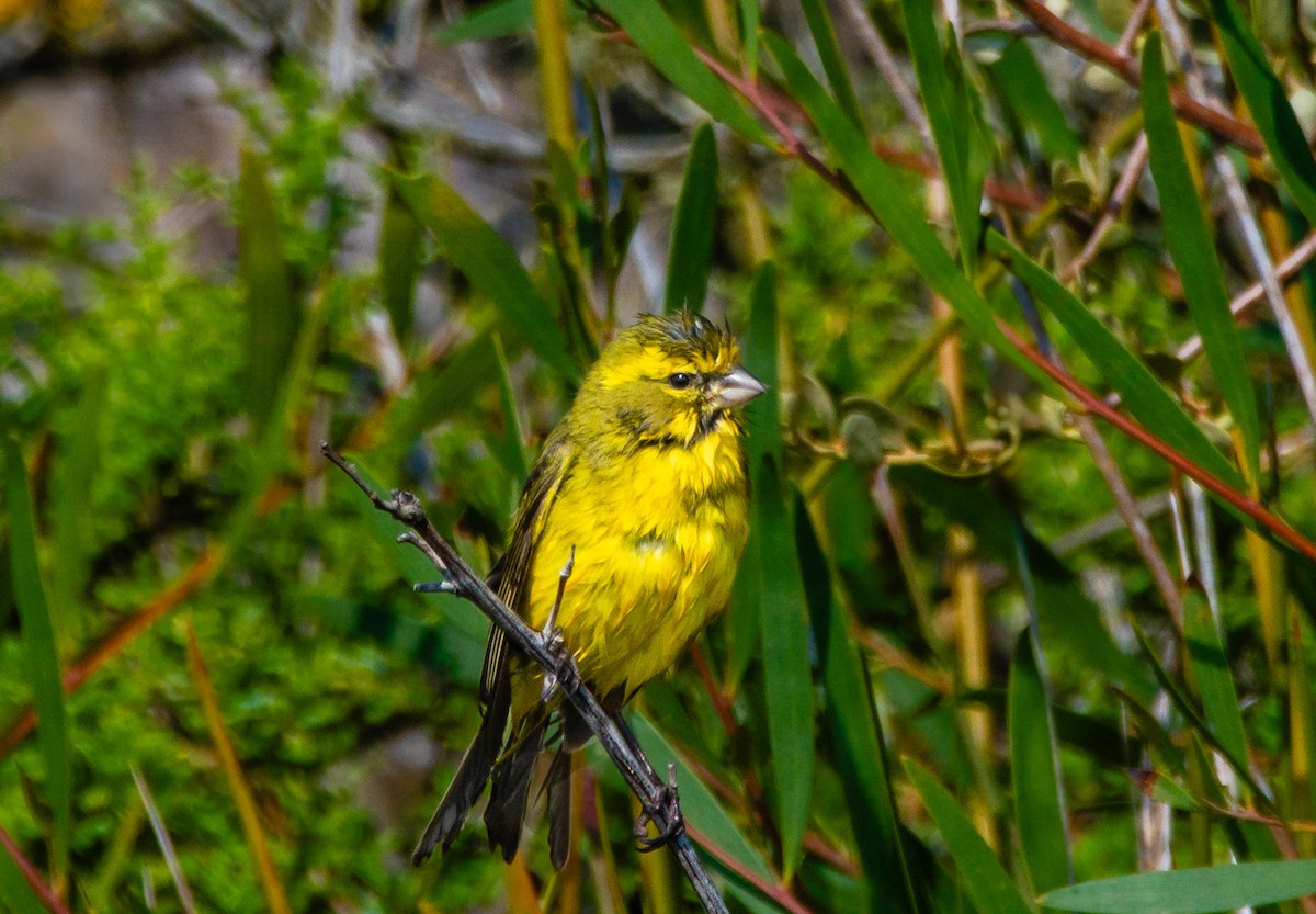 Yellow Canary - ML620391134